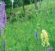Escursione Botanica