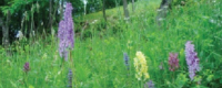 Escursione Botanica